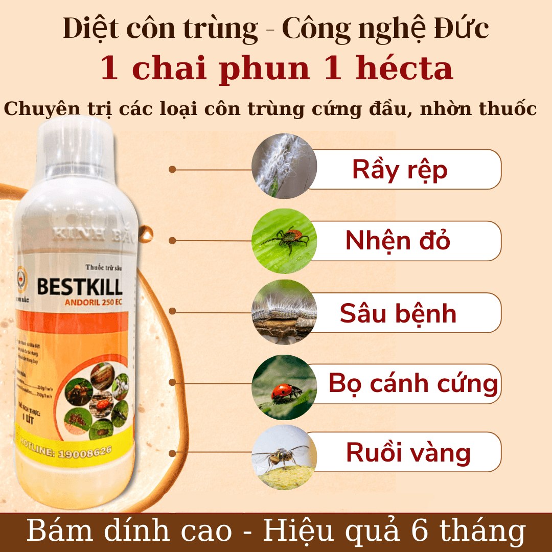 mô tả 2-min