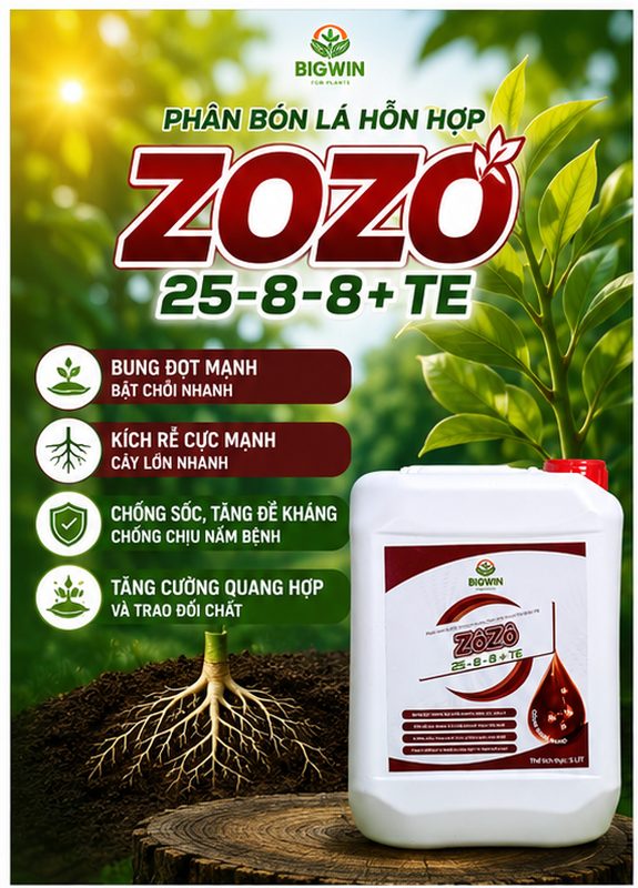 ZOZO_New_575x800_1